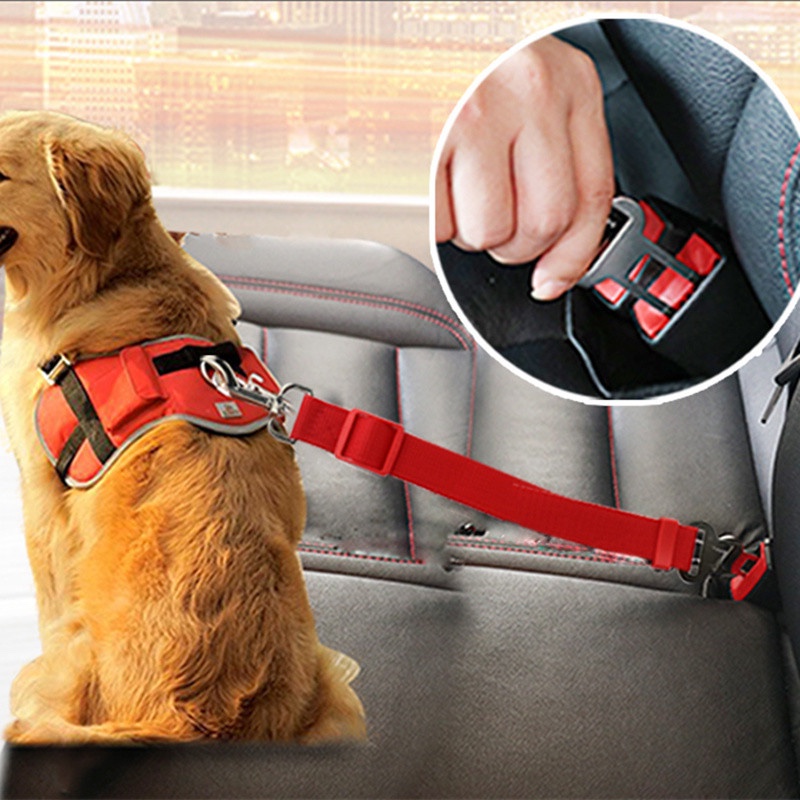 A golden retriever on a car's back seat held by a Tether, shown in red, clipped into the seat-belt buckle